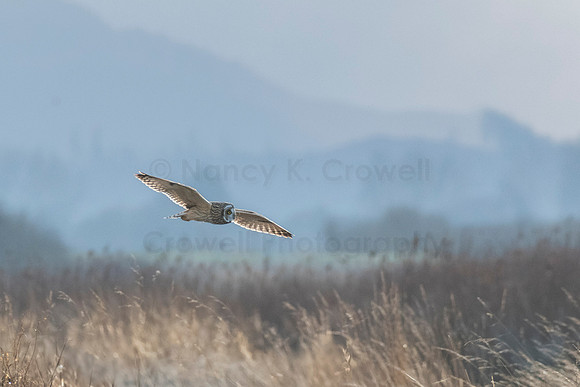 230211_CrowellPhotography_fog-2948