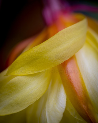 Flirtatious flower-2