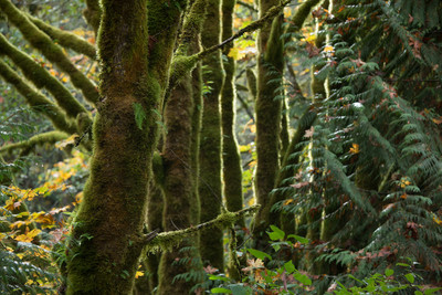 Moss 3