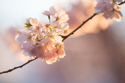 Shades of Pink