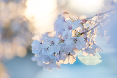 Morning Light