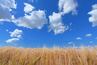 Wheat 2