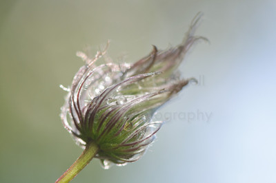 dewy clematis afterbloom -1