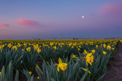 Daffodil moonrise