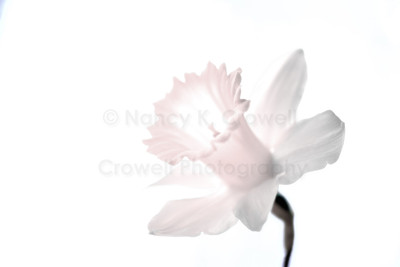 Dandelion-1