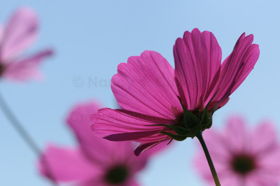 Cosmos-2
