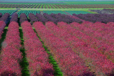 Blueberries 1