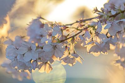 Spring Rise