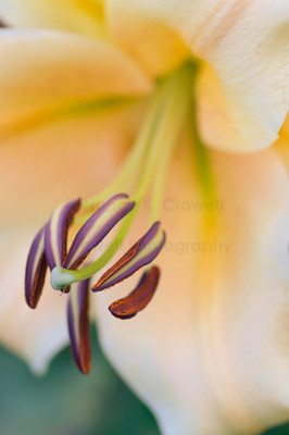 asian lily