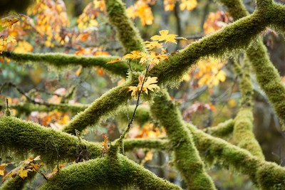 Moss 1
