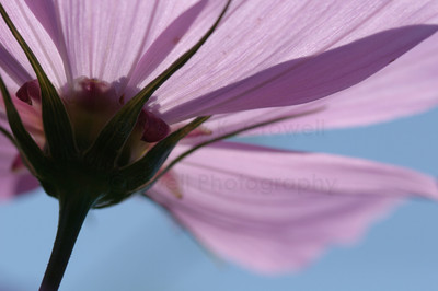Cosmos-15