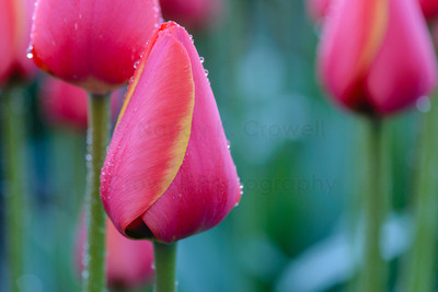 Tulip-27