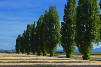 Skagit Valley Poplar Row