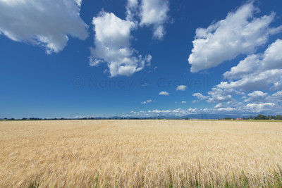 Wheat 1
