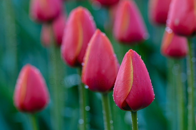 Tulip-25