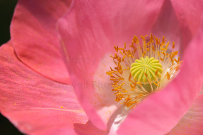 soft pink poppy-11