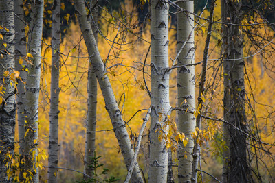 Birch 1