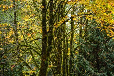 Moss 2