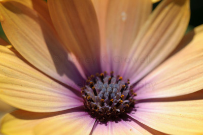 South African daisy (2 of 3)