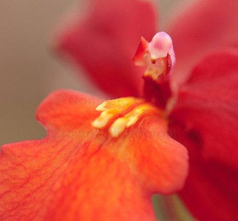 Orchid-2-2