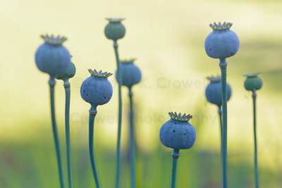 Poppie Dancers