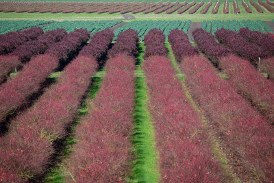 Blueberries 2