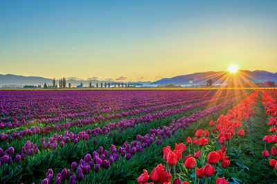 Tulip-29