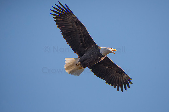 Eagle 3