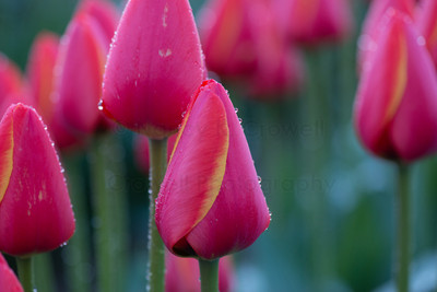 Tulip-26