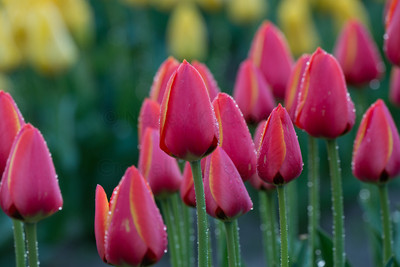 Tulip-23