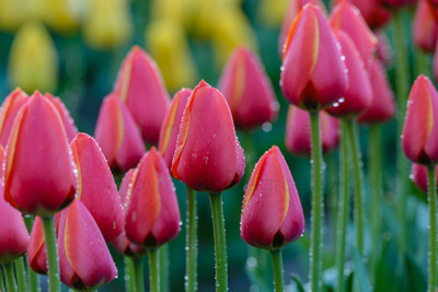 Tulip-24