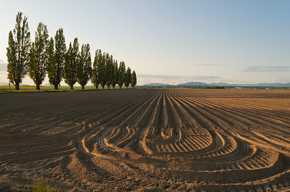 Skagit Valley Afternoon-10