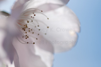 Blossom 22