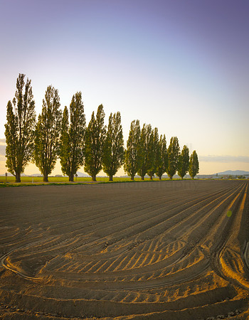 Skagit Valley Afternoon-11
