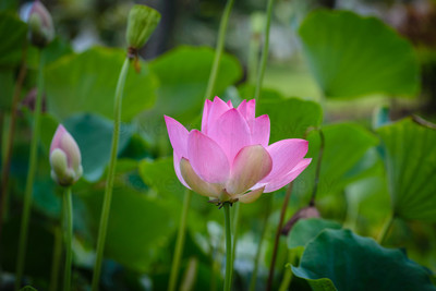 Lotus pond