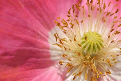 soft pink poppy-20