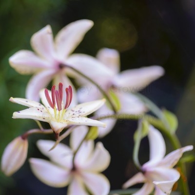 lily, square