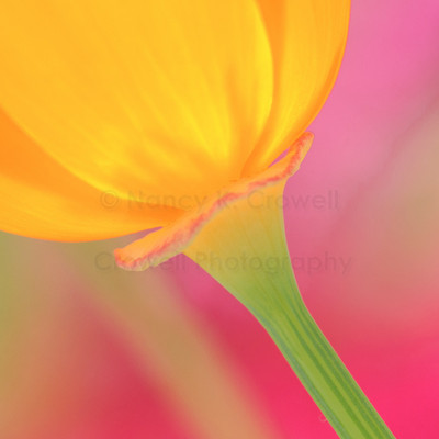 California Poppy Square