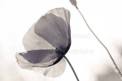 european poppy-16
