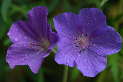 geranium-1