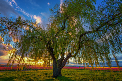 Best Willow