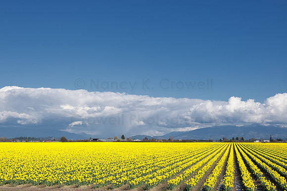 Daffodils of Skagit Valley-7