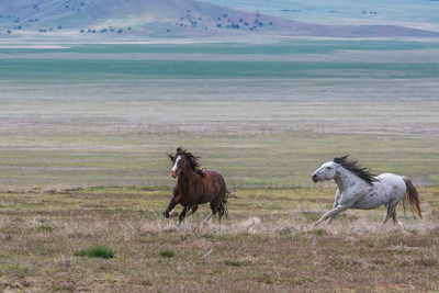 Wild Horses-3