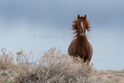 Wild Horses-4