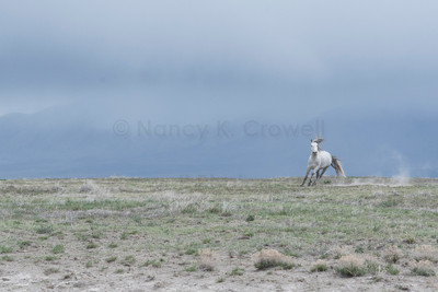 Wild Horses-7