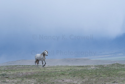 Wild Horses-5