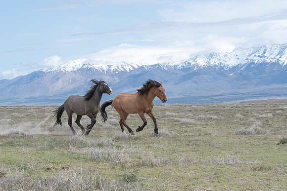 Wild Horses-13