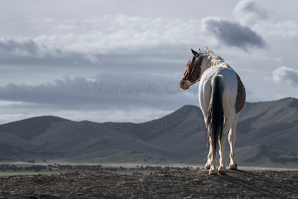 Wild Horses-30