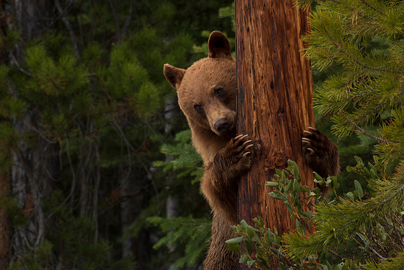 Cinnamon Bear
