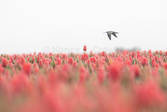 Curlew Composite